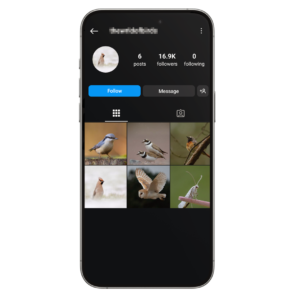 16k Birds Instagram Account for Sale